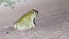 Incilius alvarius