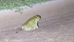 Incilius alvarius