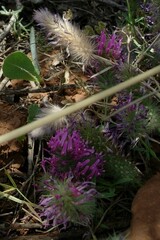 Trifolium purpureum