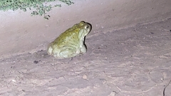 Incilius alvarius