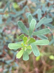 Pultenaea euchila