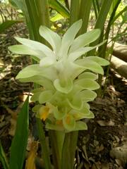 Curcuma