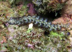 Pteraeolidia semperi