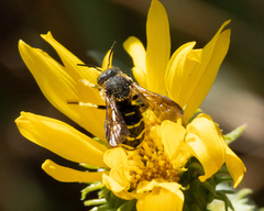 Dianthidium