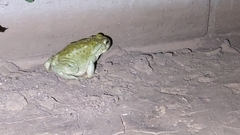 Incilius alvarius