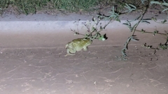 Incilius alvarius
