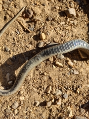 Thamnophis elegans