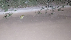 Incilius alvarius