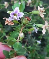 Lycium ferocissimum