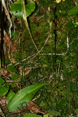 Platanthera obtusata