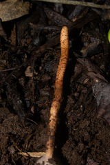 Ophiocordyceps