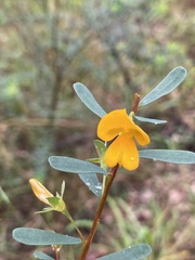 Pultenaea euchila