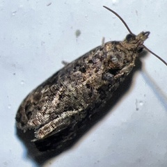 Endothenia