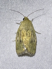 Heliocheilus paradoxus