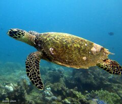 Eretmochelys imbricata