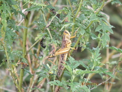 Schistocerca americana