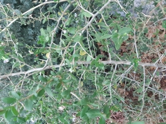 Lycium ferocissimum