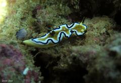 Doriprismatica sibogae