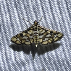 Hileithia magualis