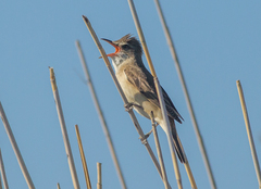 Acrocephalus arundinaceus