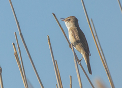 Acrocephalus arundinaceus