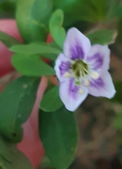 Lycium ferocissimum