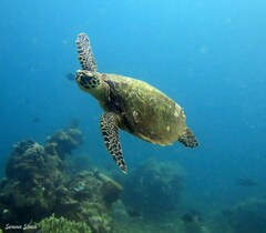 Eretmochelys imbricata