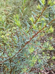 Pultenaea euchila