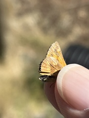 Ochlodes sylvanoides