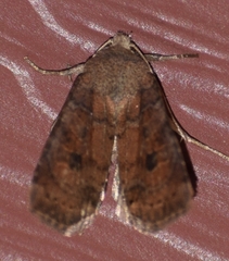 Anathix puta