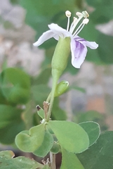 Lycium ferocissimum