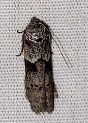 Blastobasis glandulella