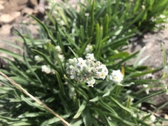 Oreocarya suffruticosa