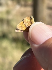 Ochlodes sylvanoides