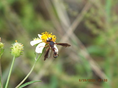Physocephala tibialis
