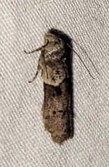 Blastobasis glandulella