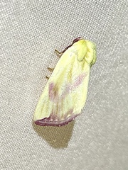 Thurberiphaga diffusa