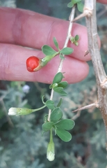 Lycium ferocissimum