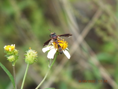 Physocephala tibialis