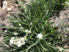 Oreocarya suffruticosa