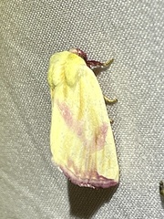 Thurberiphaga diffusa