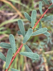 Pultenaea euchila