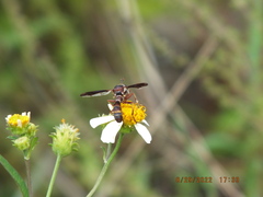 Physocephala tibialis
