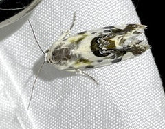 Ponometia candefacta