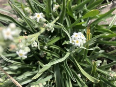 Oreocarya suffruticosa