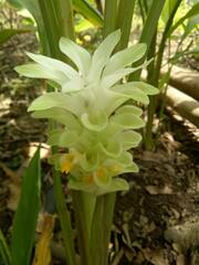 Curcuma