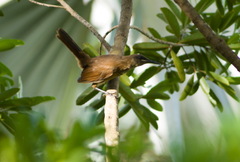 Cinclocerthia ruficauda