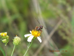 Physocephala tibialis