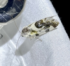 Ponometia candefacta