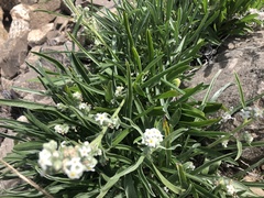 Oreocarya suffruticosa